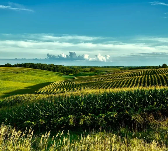 We grow fresh, organic produce using clean methods that protect nature, healthy food.